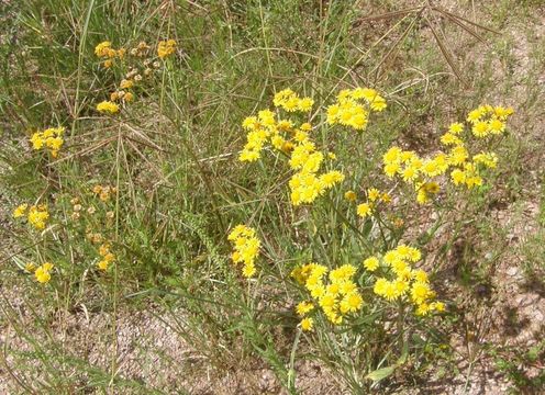 Слика од Xanthocephalum gymnospermoides (A. Gray) Benth. & Hook. fil.