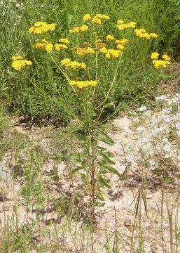 Слика од Xanthocephalum gymnospermoides (A. Gray) Benth. & Hook. fil.