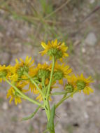 Plancia ëd Xanthocephalum gymnospermoides (A. Gray) Benth. & Hook. fil.