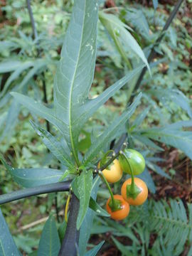 Image of Kangaroo Apple