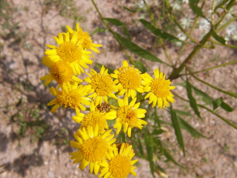 Слика од Xanthocephalum gymnospermoides (A. Gray) Benth. & Hook. fil.