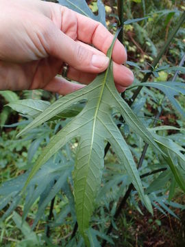 Image of Kangaroo Apple