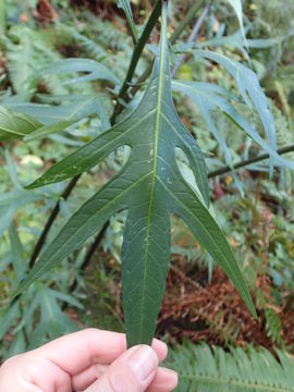 Image of Kangaroo Apple