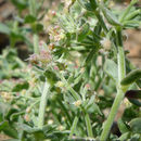 Image of <i>Galium <i>hypotrichium</i></i> ssp. hypotrichium