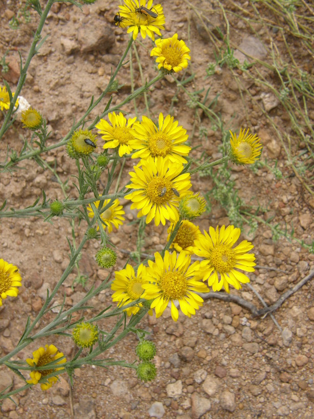 Image of slender goldenweed