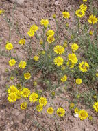 Image of slender goldenweed