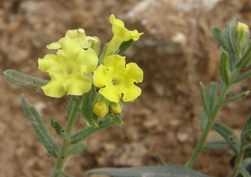 Plancia ëd Lithospermum cobrense Greene