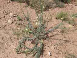 Image of smooththroat stoneseed