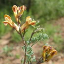 Image of <i>Corydalis <i>micrantha</i></i> ssp. micrantha