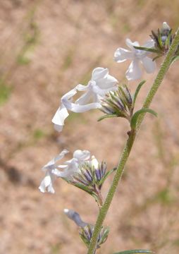 Image of San Luis Mountain ipomopsis