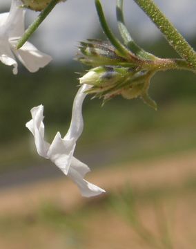 Image of San Luis Mountain ipomopsis