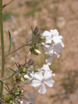 Image of San Luis Mountain ipomopsis