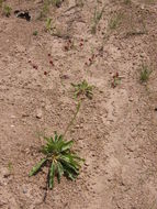 Image of red buckwheat