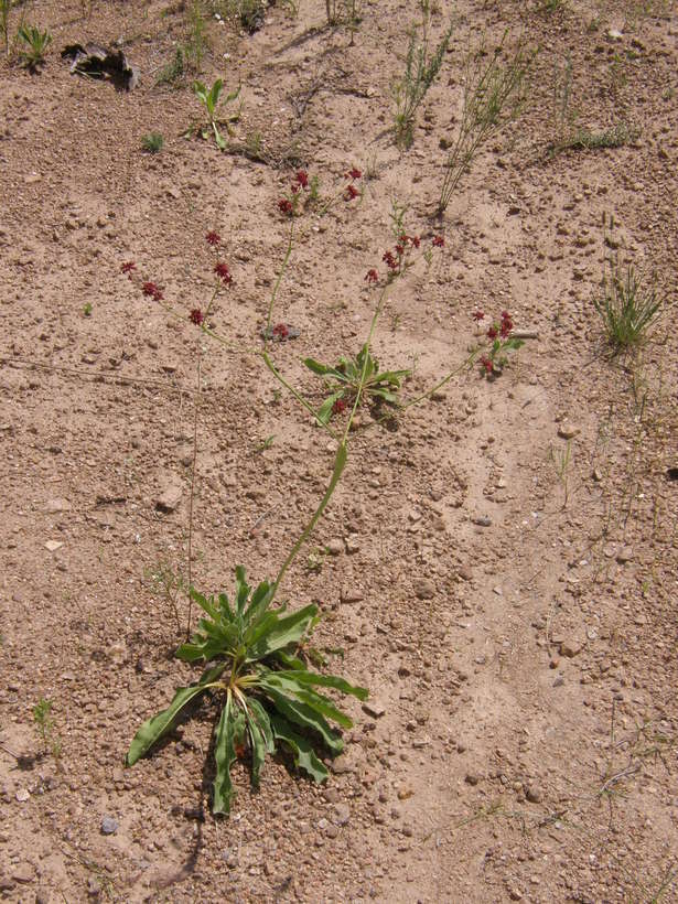 Image of red buckwheat