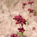 Image of red buckwheat