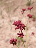 Image of red buckwheat