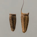 Sivun Tithonia tubaeformis (Jacq.) Cass. kuva