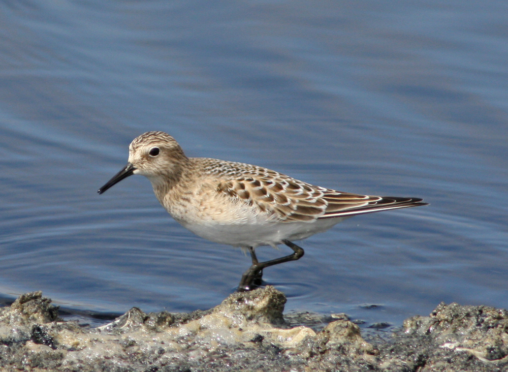 Image of Baird's Sandpiper