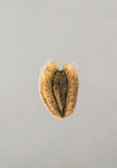 Слика од Verbesina encelioides (Cav.) Benth. & Hook. fil. ex A. Gray