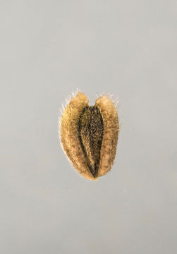 Image of Golden Crownbeard