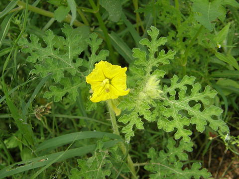 Image of <i>Solanum rostratum</i>