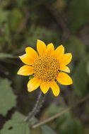 صورة Tithonia thurberi A. Gray