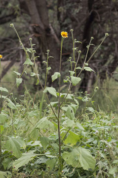 Image de Tithonia thurberi A. Gray