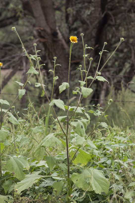 صورة Tithonia thurberi A. Gray