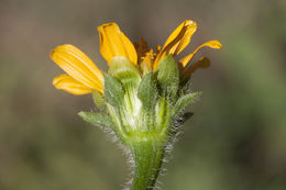 صورة Tithonia thurberi A. Gray