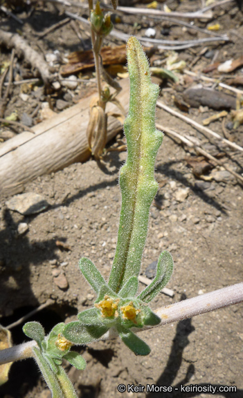 Image of united blazingstar