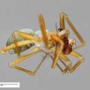 Sivun Anguliphantes kuva