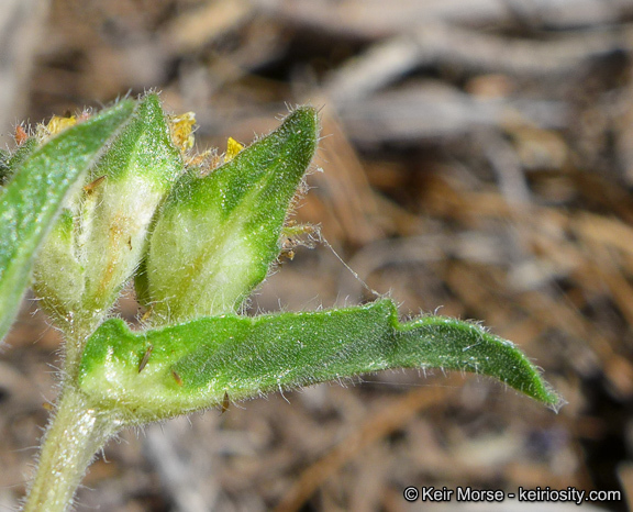 Image of united blazingstar