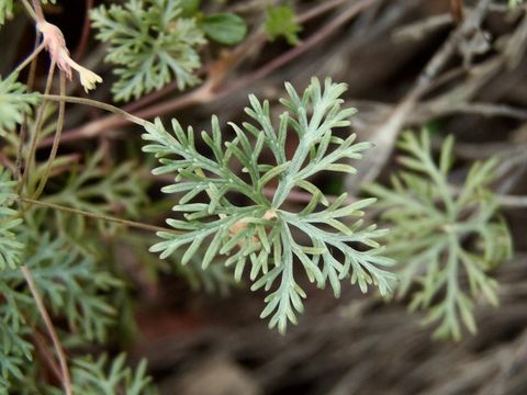 Image of Carpet geranium