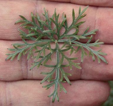 Image of Carpet geranium