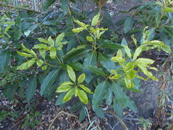 صورة Pittosporum undulatum Vent.