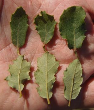 Слика од Quercus berberidifolia Liebm.