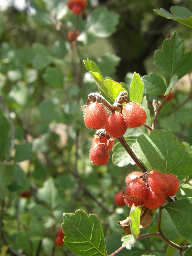 Image of <i>Rhus aromatica</i> var. <i>trilobata</i>