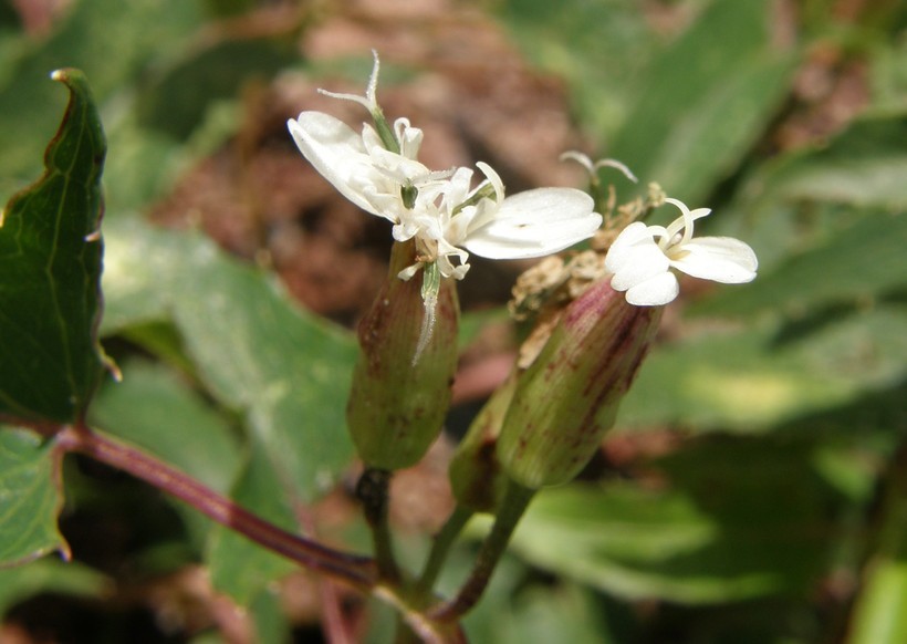 Plancia ëd Guardiola arguta (A. Gray) Robinson