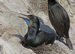 Image of Brandt's Cormorant