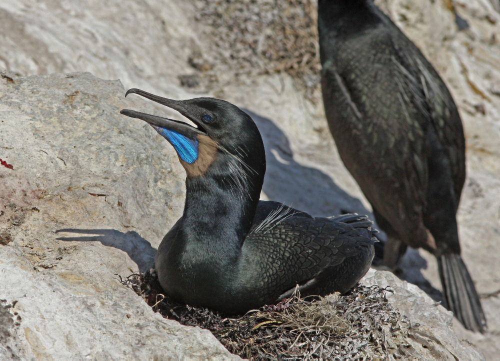 Plancia ëd Phalacrocorax penicillatus (Brandt & JF 1837)