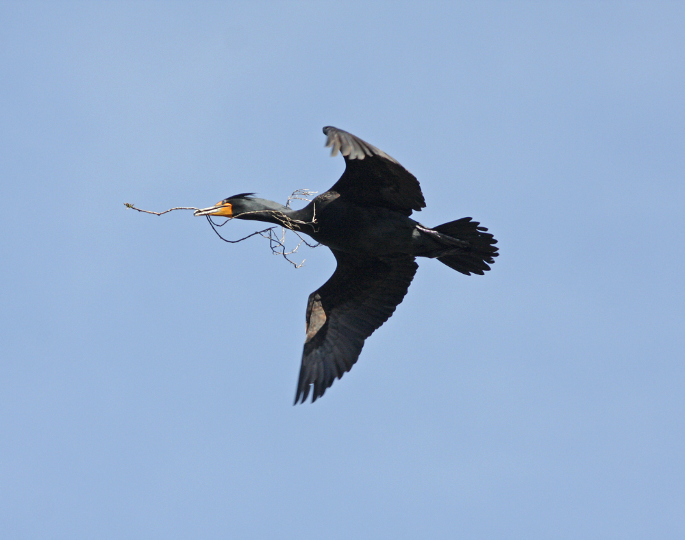 Plancia ëd Phalacrocorax auritus (Lesson & R 1831)