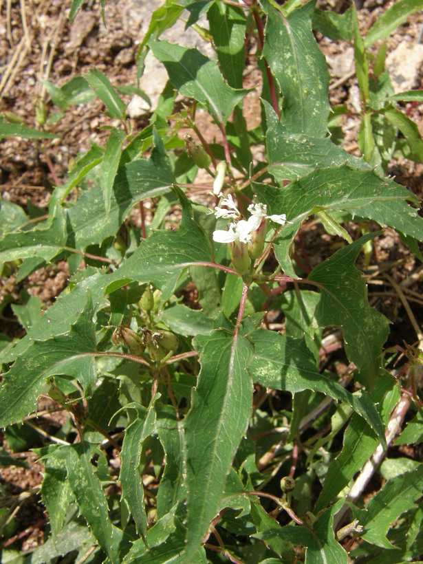 Plancia ëd Guardiola arguta (A. Gray) Robinson