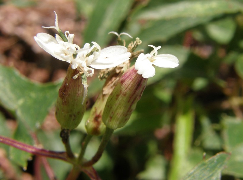 Plancia ëd Guardiola arguta (A. Gray) Robinson