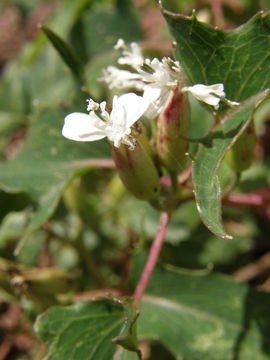 Plancia ëd Guardiola arguta (A. Gray) Robinson