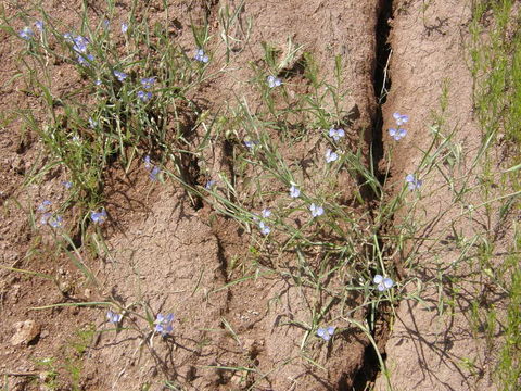 Image of birdbill dayflower