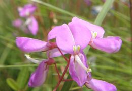 Desmodium batocaulon A. Gray的圖片