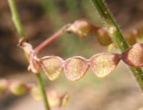 Image of San Pedro ticktrefoil