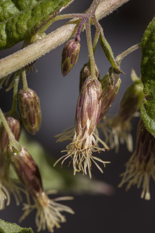 Plancia ëd Brickellia rusbyi A. Gray