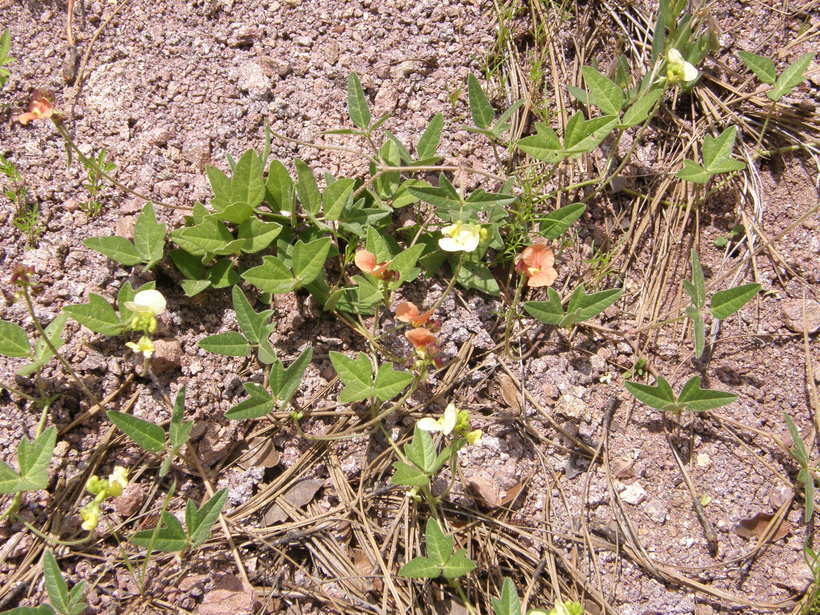 Слика од Macroptilium gibbosifolium (Ortega) A. Delgado