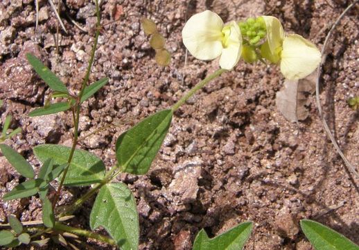 Macroptilium gibbosifolium (Ortega) A. Delgado的圖片